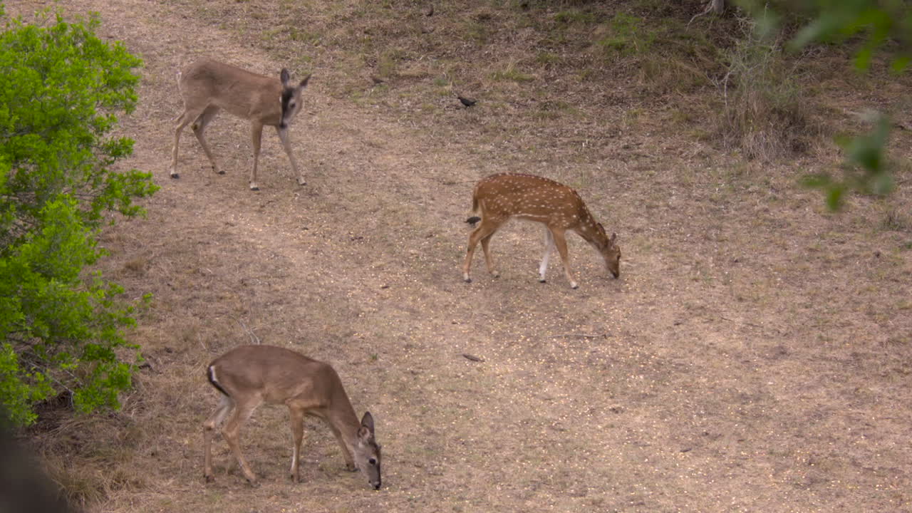 Axis deer feeding on a road