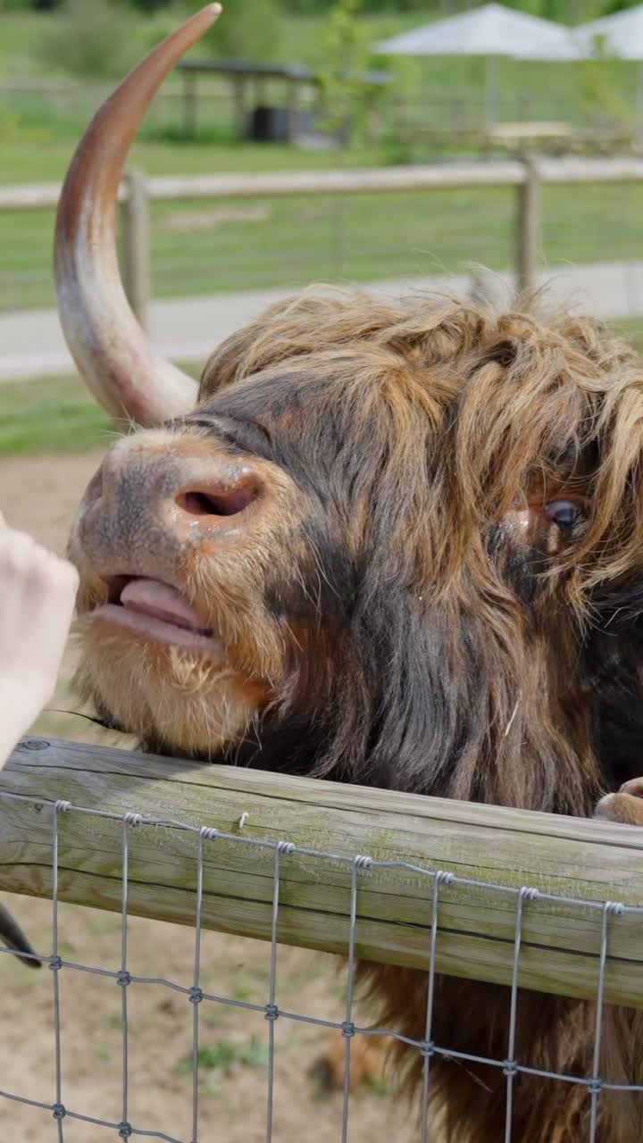 Close-up of a Highland cow eating a carrot from a person’s hand over a wooden fence in a countryside farm setting, daytime, real time vertical shot
