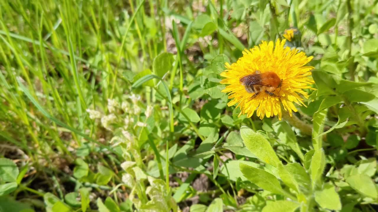Bumble bee pollinating yellow dandelion flower in meadow, happy summer detail, close up
