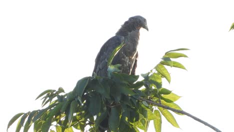 Common-eagle-relaxing-on-tree-UHd-MP4-4k-