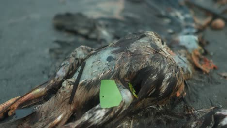 pájaro muerto en la playa, cadáver de pájaro en la arena, microplástico plástico y aceite