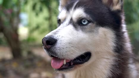 Primer-Plano-De-La-Cara-De-Un-Perro,-Un-Husky-Con-Ojos-Azules-Y-Marrones