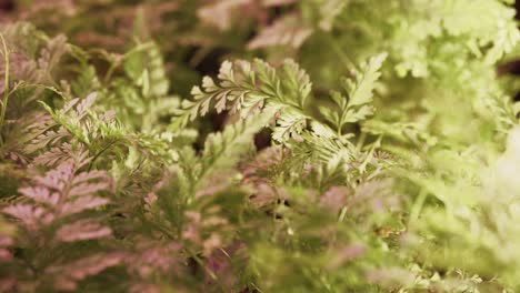 fuerte flujo de aire soplando hojas de plantas de helecho en la bandeja de cultivo