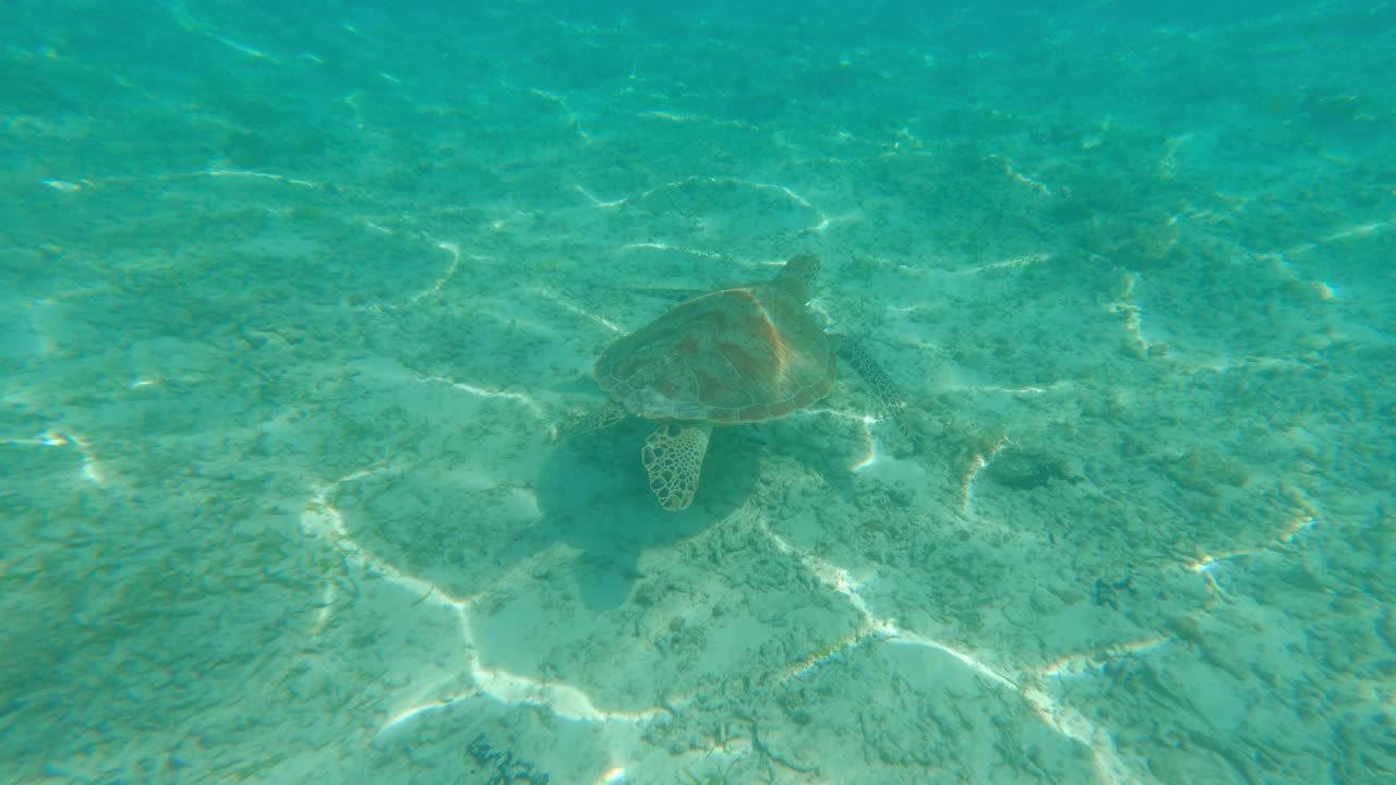 Bali Gili turtle is swimming down in the ocean.