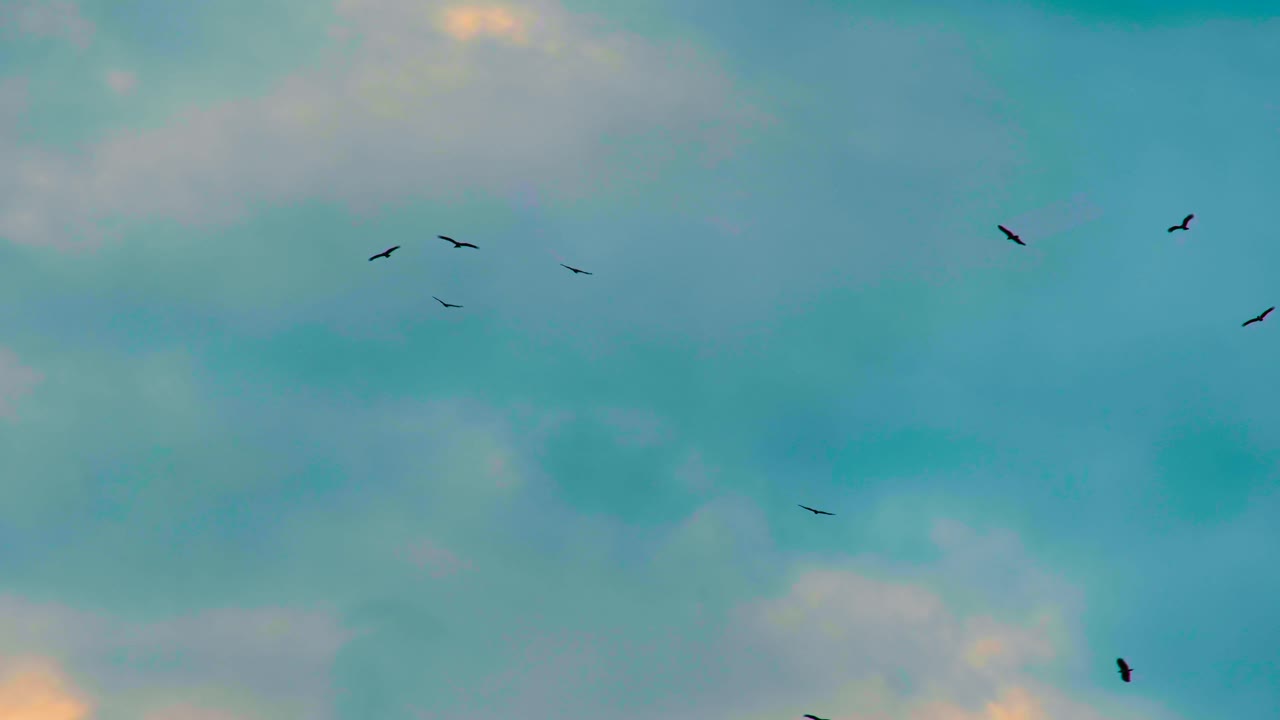 해가 지는 동안 푸른 하늘을 향해 날아다니는 그림자 독수리