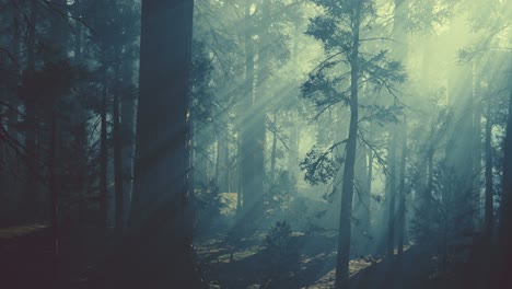 black-tree-trunk-in-a-dark-pine-tree-forest