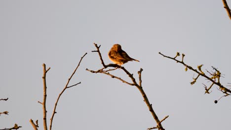 alondra eurasiática pájaro acicalarse árbol cámara lenta disparo estático animal