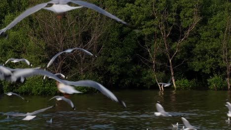 Gesehen,-Wie-Sie-Im-Kreis-Herumfliegen,-Wenn-Sie-Nahrung-Aus-Dem-Wasser-Nehmen-Und-Von-Menschen-Geworfen-Werden