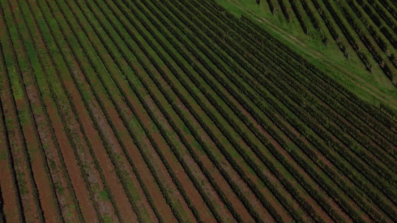 Top down aerial view of vineyard field rows forming natural geometric patterns in Tuscany, Italy