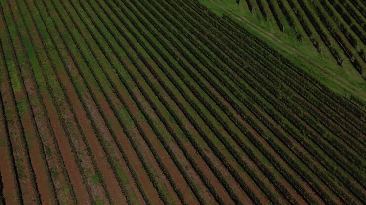 Top down aerial view of vineyard field rows forming natural geometric patterns in Tuscany, Italy