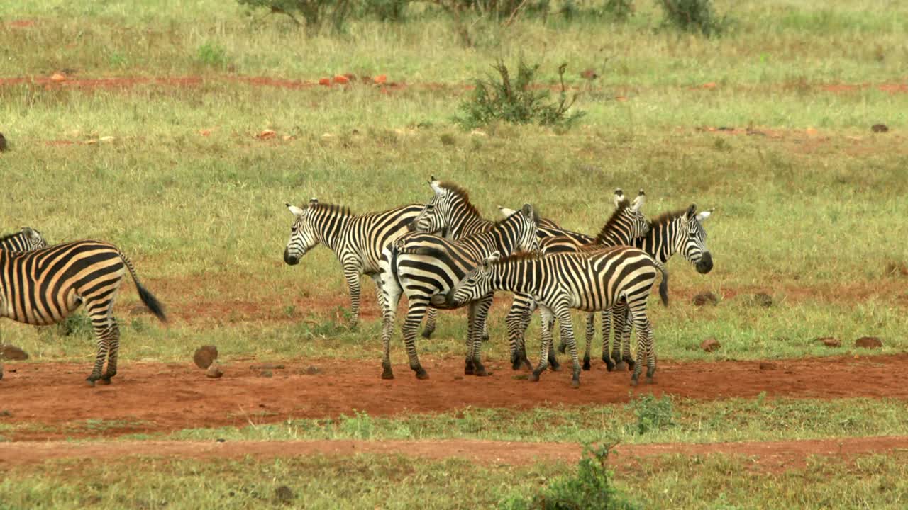 Mandria di zebre in piedi che scodinzolano nel Parco Nazionale Masai Mara, Kenya