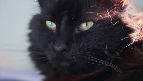 close up of domestic black cat