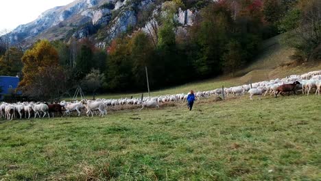 drone view of herding sheep in a field, unrecognizable person