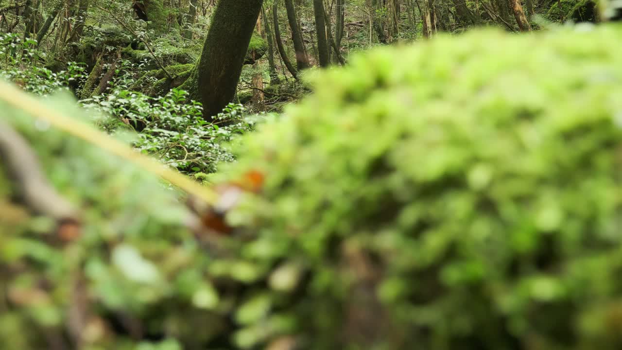 Ascending gimbal shot through the ancient moss-covered cedar forest of Yakushima, Japan. Lush greenery, roots, and rocks soaked in mist and mystery.
