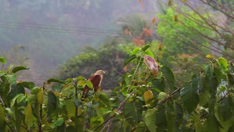 nature comes to life in the forest, as an eagle and heron rest on a branch while the wind gently sways the trees around them