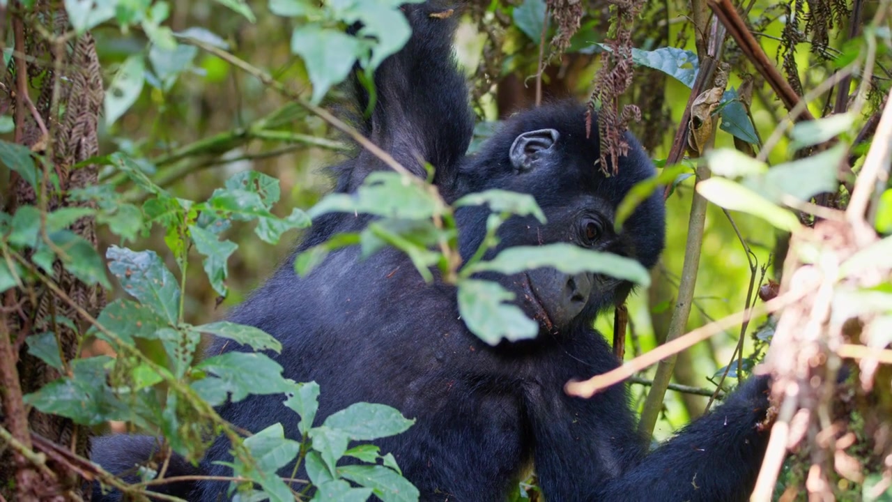 Giovane gorilla di montagna si appende ai rami nel Parco Nazionale Impenetrabile di Bwindi, Uganda, circondato da una fitta vegetazione con un altro gorilla parzialmente visibile dietro, scatto di inseguimento con teleobiettivo a mano libera.