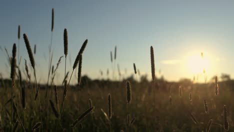 timothy grass field at sunset, golden hour weed meadow