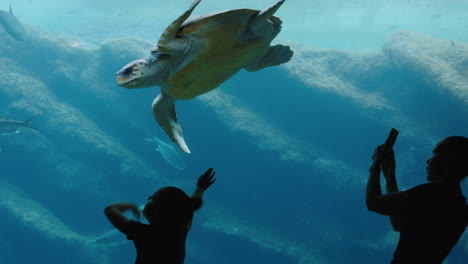 Dos-Niñas-En-El-Acuario-Observando-Tortugas-Marinas-Nadando-En-Un-Tanque-Niños-Curiosos-Tomando-Fotos-Usando-Teléfonos-Inteligentes-Compartiendo-Hermosos-Animales-Marinos-En-Las-Redes-Sociales