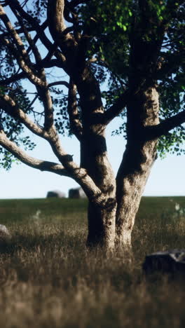 árbol solitario en un campo