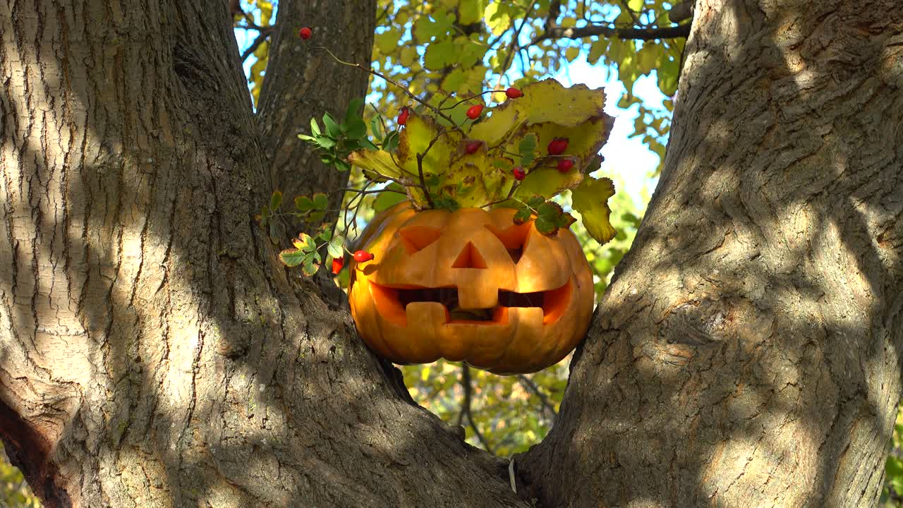 Calabaza espeluznante de Halloween. Grabación en un árbol en el bosque. Grabación en octubre.