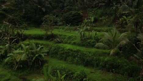 a jungle setting with vibrant green trees and fields in sidemen, bali