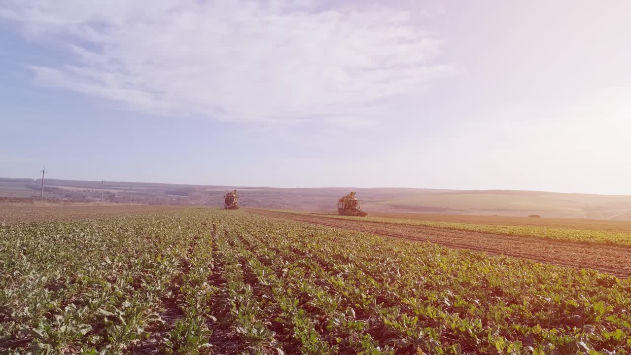 proceso de cosecha de la raíz de remolacha azucarera, luz solar.