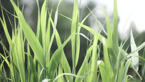 primer plano de la hierba verde