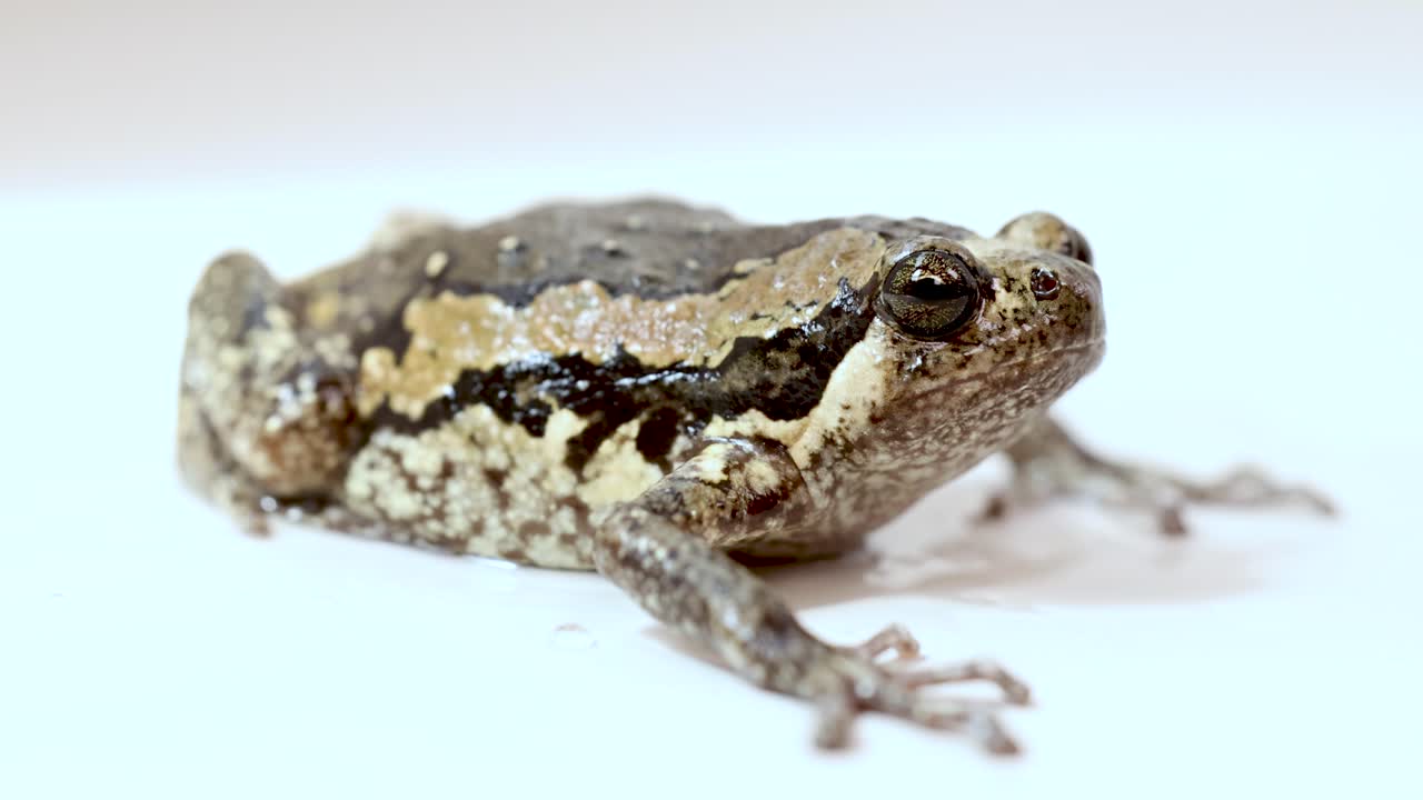 A small tree frog sits on a white studio surface, rhythmically inflating and deflating its body as it breathes, under bright, even lighting
