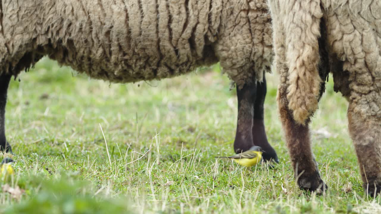 lavanderas amarillas entre ovejas en pasto pradera