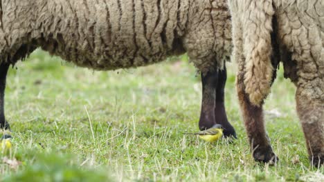 Yellow-wagtails-between-sheep-in-pasture-meadow-grass