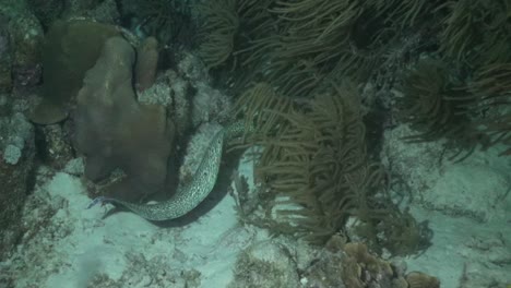 spotted moray eel at night