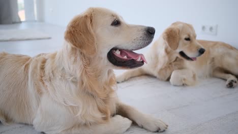 golden retrievers resting in bright room