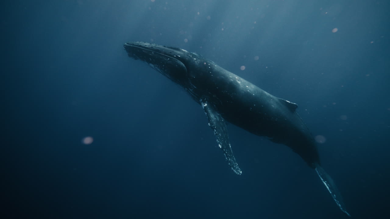 Humpback whale glides upward with slow steady rhythm, illuminated by pale surface glow above, mythical idyllic air bubbles floating between light rays