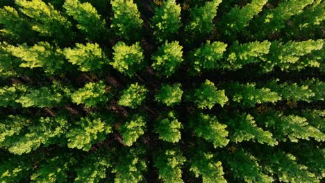 artistic drone flight looking down on forest tree plantation