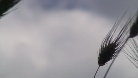 Close-up of Wheat Stalks in a Field