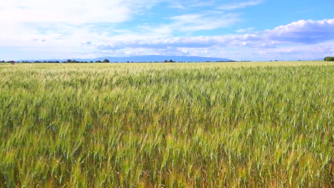 beautiful vast open fields of waving grain 3