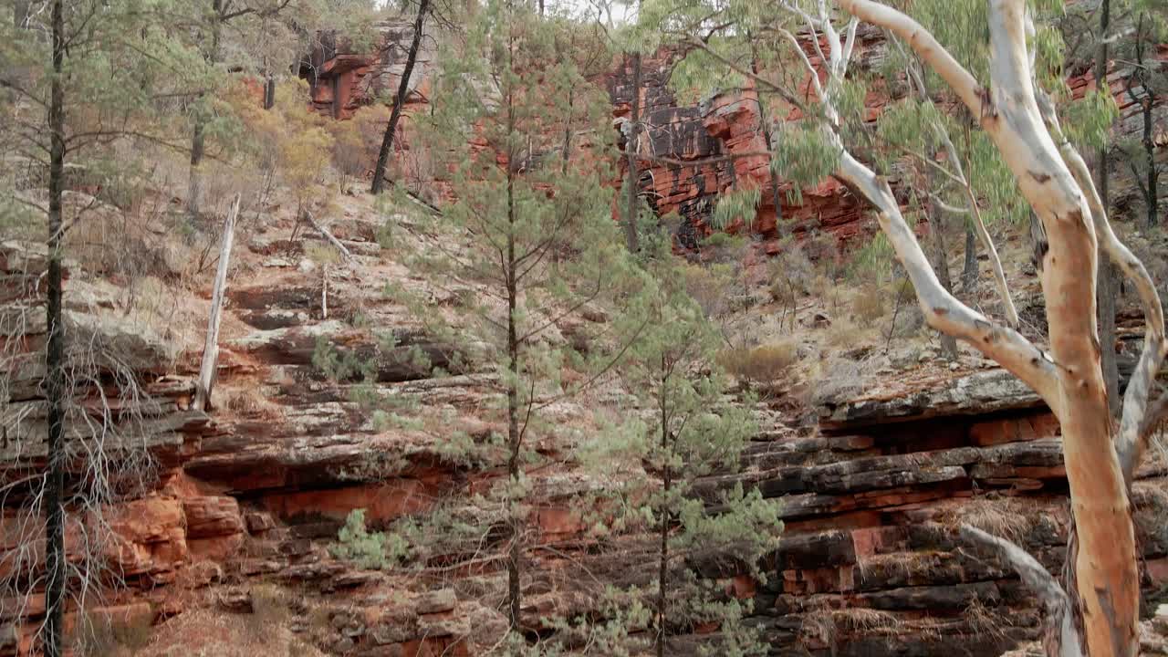vista desde un avión no tripulado del alto árbol de goma de río en el desfiladero del cocodrilo en el parque nacional mount remarkable, australia del sur
