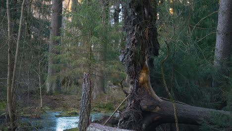 Aufwärtsneigung-Entlang-Alter-Kiefern-Durch-Einen-Stillen-Bach-Im-Wald-In-Finnland