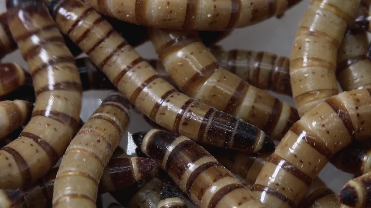 These Superworms of Giant Mealworms are the larva of the Darkiling Beetle, Zophobas morio