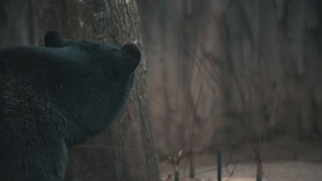 Nahaufnahme-Von-Amerikanischen-Schwarzbären,-Die-Sich-Neugierig-Umsehen