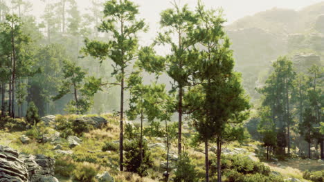 Misty Mountain Pine Forest