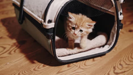 two kittens in a pet carrier