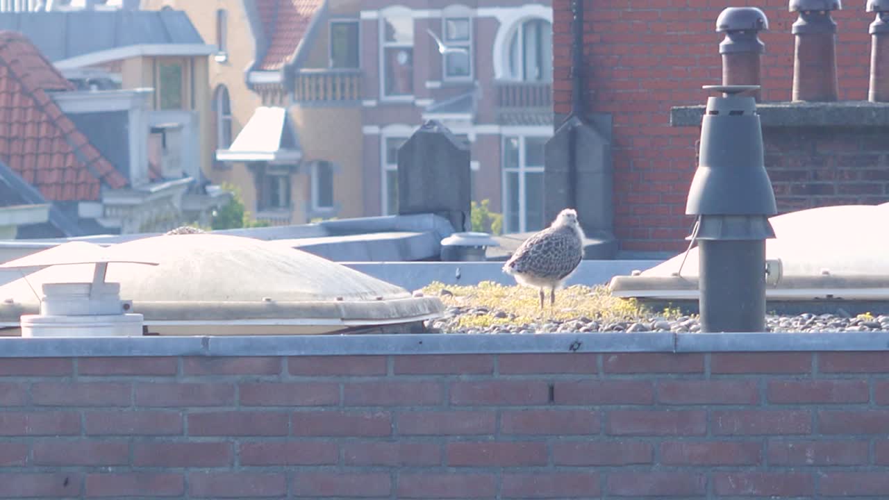 도시의 한 건물 옥상에서 삐걱거리는 갈매기 새끼들의 둥지에서 도시화된 자연에 대한 보기 드문 통찰