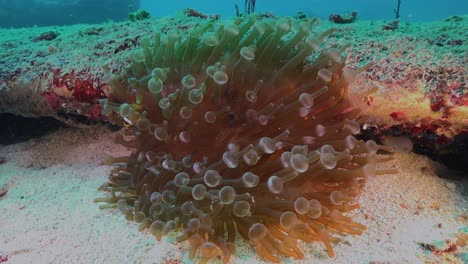 clark's anemonefish swimming in small bubble sea anemone, wide angle shot