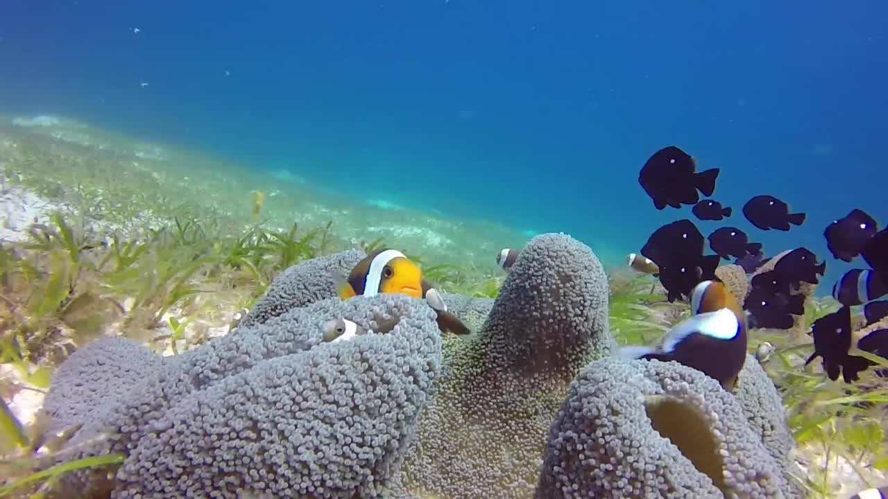 Pesce pagliaccio e pesce molly su corallo a tappeto