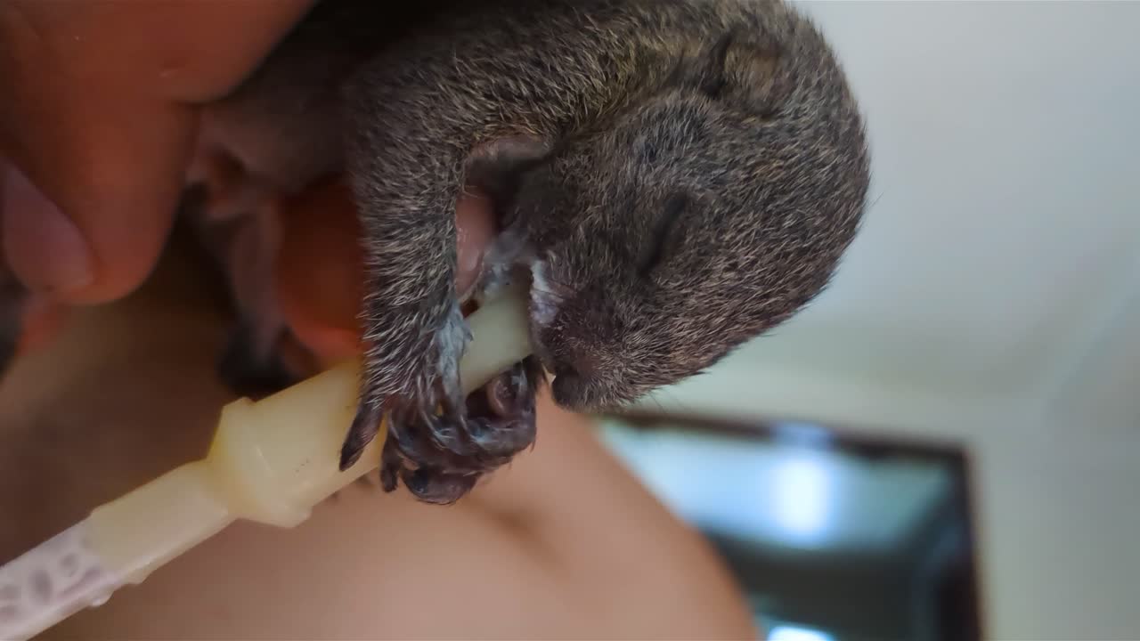 부모를 잃은 작은 새끼 다람를 우유로 먹이는 것