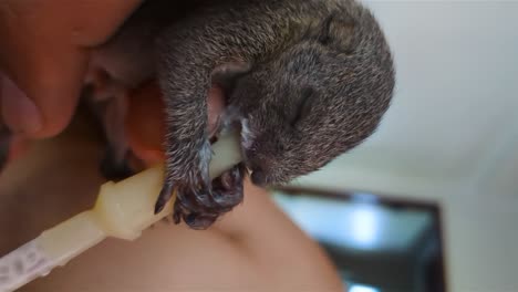 feeding with milk a tiny baby squirrel that lost its parents