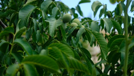 Green walnuts tree
