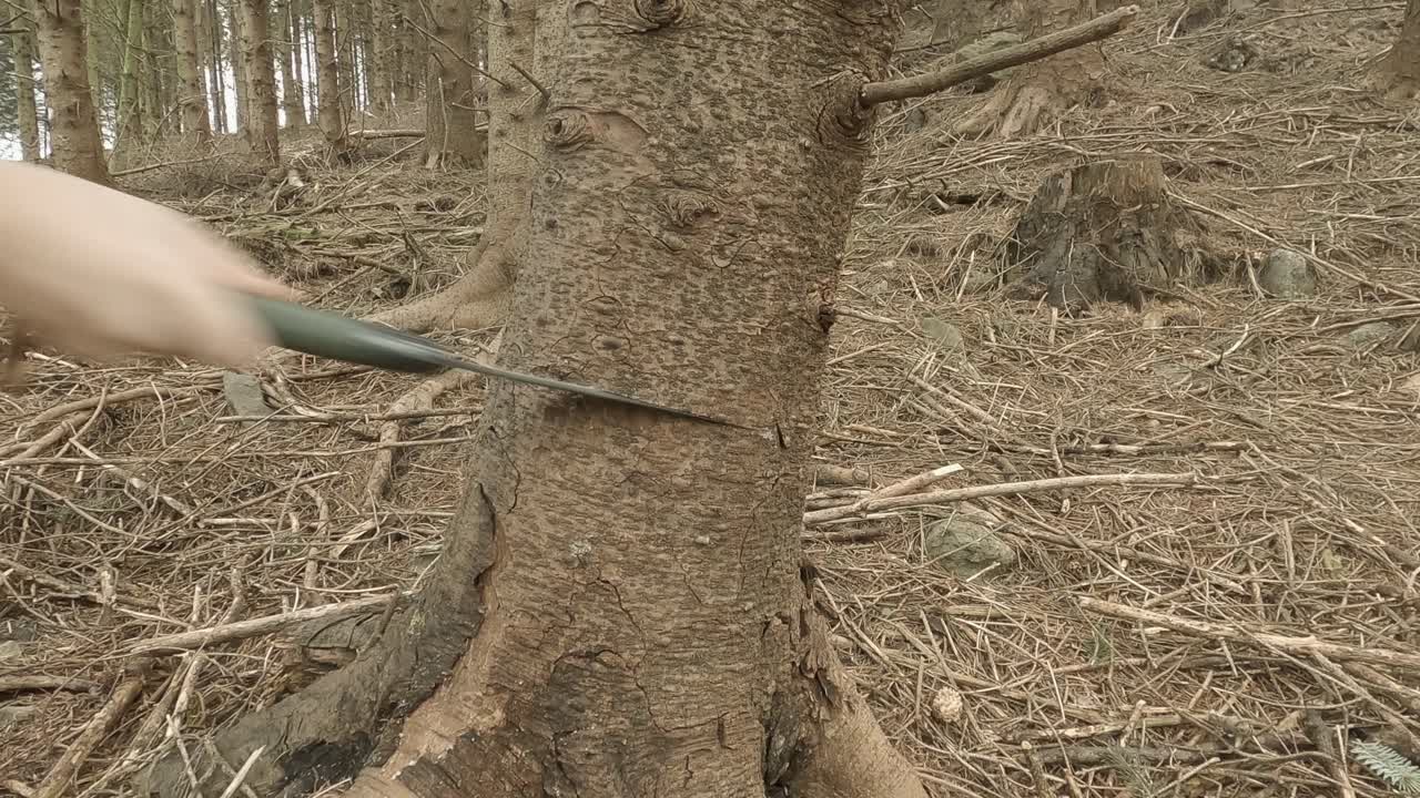 mano con sierra plegable corta un árbol maduro en el bosque seco del norte