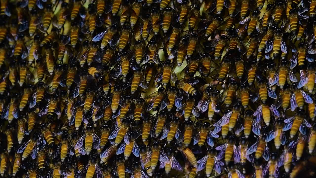 se sabe que las abejas melíferas gigantes construyen grandes colonias de nidos con bolsillos simétricos hechos de cera para almacenar miel como fuente de alimento.